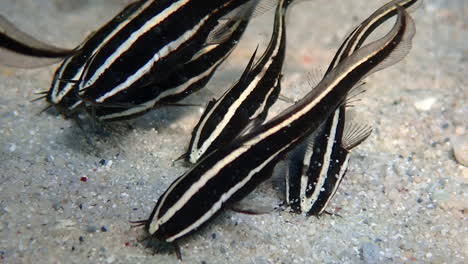 school of juvenile striped eel catfish search and stir the sand for crustaceans, mollusks, worms