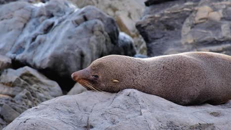 Close-up-of-single-New-Zealand-fur-seal-relaxing,-sunbathing-and-opening-eyes-to-check-on-the-surroundings-in-New-Zealand,-Aotearoa