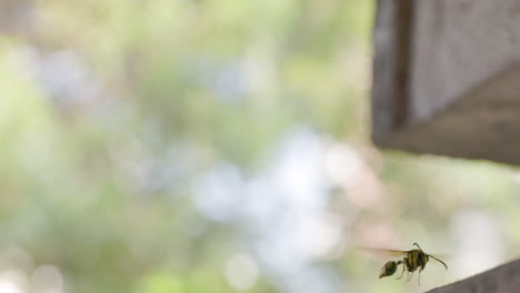 female potter wasp hovering around searching a place for its potential nest