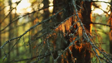 Lichens-on-the-tree-lighten-up-by-warm-light-of-setting-sun