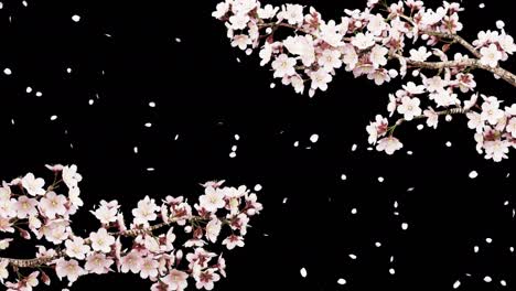 animation of cherry tree branches in full bloom swaying in the wind, flurries, black background