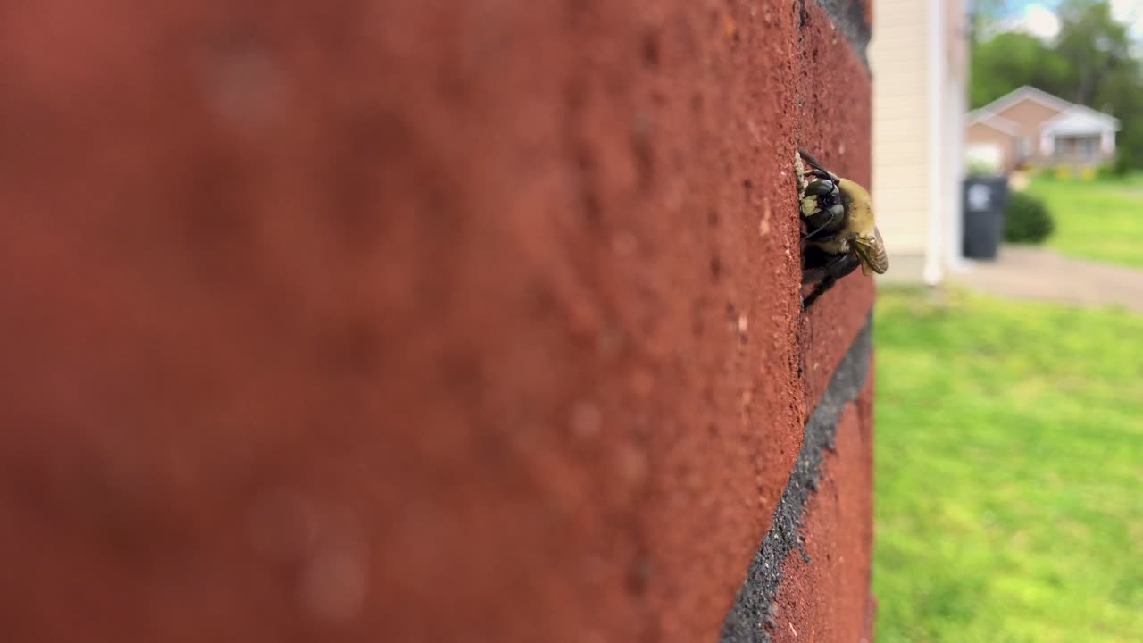 벽돌 벽에 땅벌