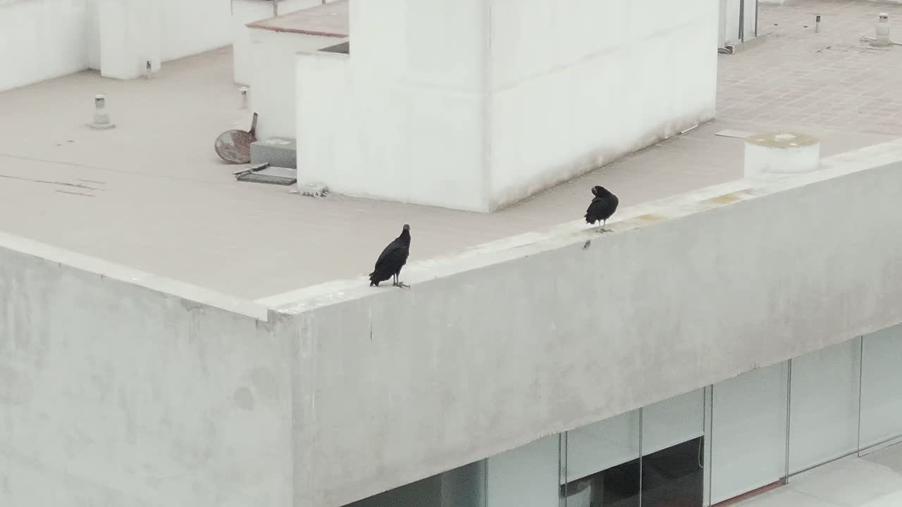 Two vultures perched on the edge of a building rooftop, captured from a drone view