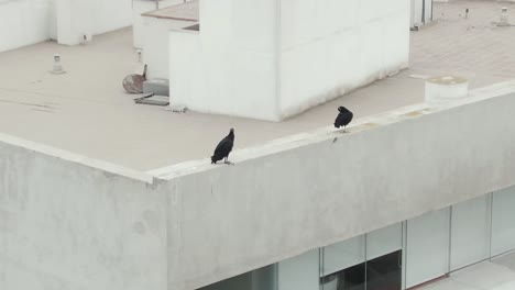 two vultures perched on the edge of a building rooftop, captured from a drone view