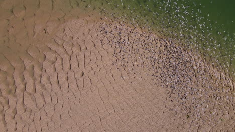 Schwarm-Seeschwalben-Auf-Feuchtgebietsandbank-Mit-Schönen-Mustern