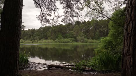 Escena-Pacífica-Del-Lado-Del-Lago-Mirando-Entre-Dos-árboles