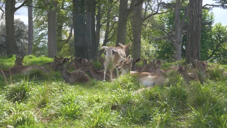 herd of deer lying and relaxing on grass on a sunny summer day in phoenix park, dublin, ireland