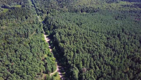 camino del bosque desde arriba