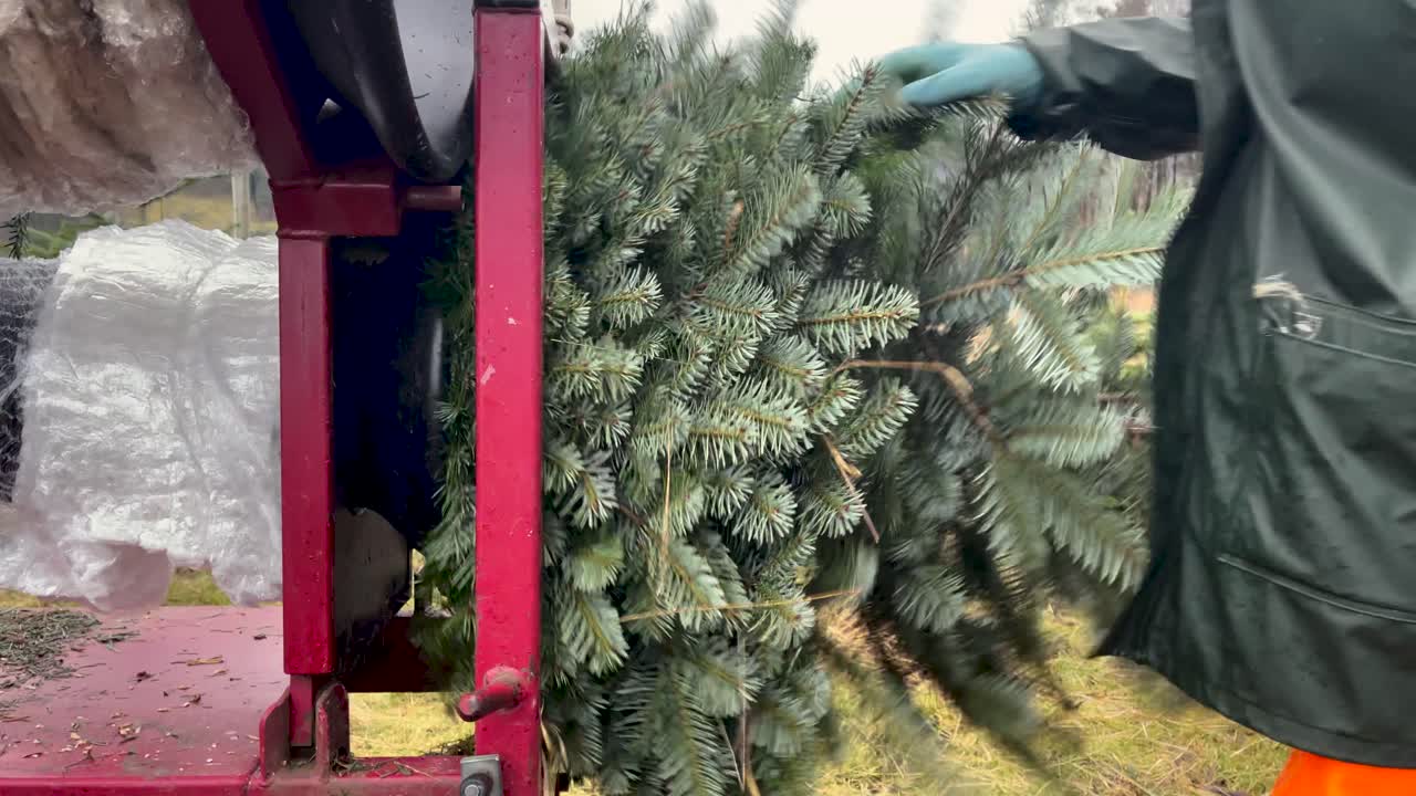 Trabalhador embalando árvore de Natal em rede com máquina funil