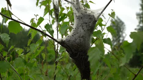 Eriogaster-Lanestris,-Allgemein-Bekannt-Als-Der-Kleine-Eggar