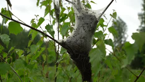 eriogaster lanestris, commonly known as the small eggar