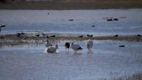 cigüeñas blancas bañándose en un lago a cámara lenta