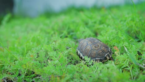 una pequeña tortuga se aleja lentamente sobre una fina vegetación verde
