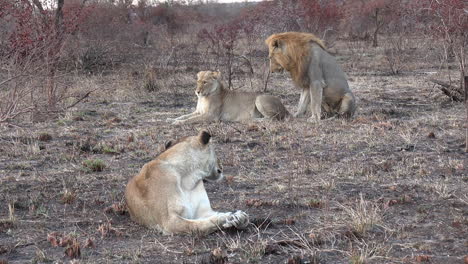 a lion rests in the grass as a pair of lions mate in the background