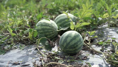 watermelon harvest. many fresh watermelons from field.watermelon on rice straw