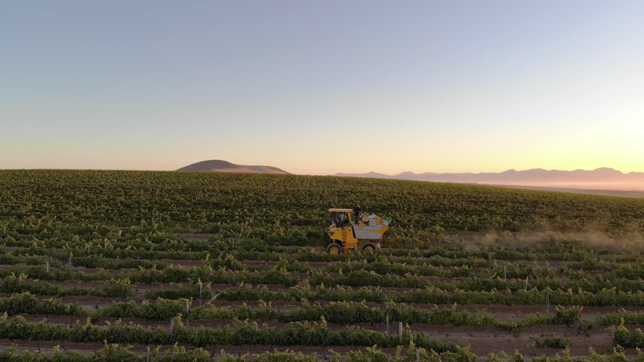 cosecha de uvas en una finca vinícola