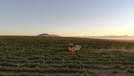 cosecha de uvas en una finca vinícola