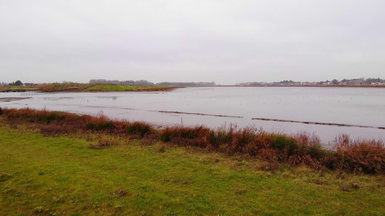 paisaje herboso en el lago sereno con gaviotas voladoras en crezepolder, ridderkerk, holanda del sur, países bajos