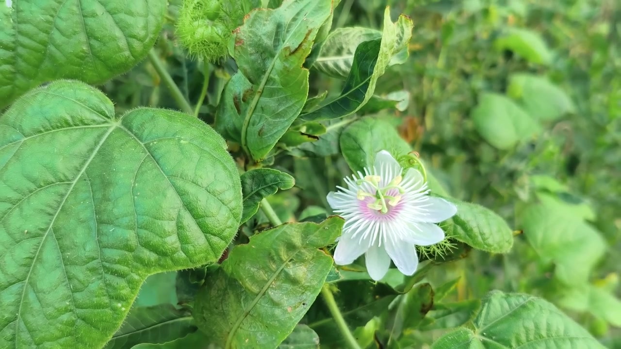 Primo piano di un Fiore della Passione Bianco che Sboccia in Natura