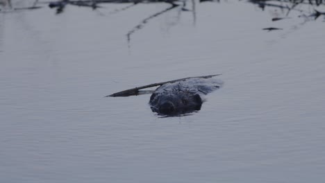 Biber-Schwimmen-Im-Ruhigen-Seewasser-In-Der-Morgen--Und-Abenddämmerung