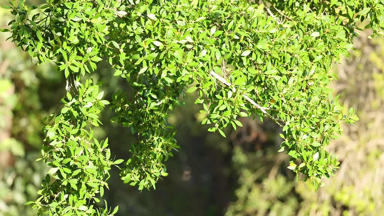 Bright green leaves sway gently under sunlight, creating a serene and vibrant natural scene