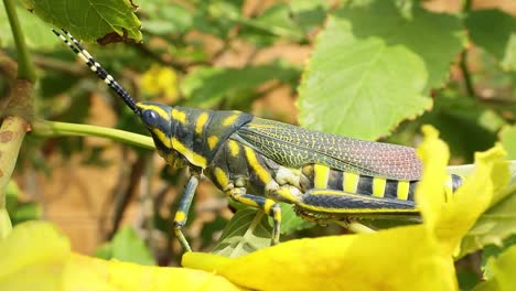 aularches miliaris es una especie monotípica de saltamontes del género aularches. el insecto ha sido llamado por una variedad de nombres que incluyen langosta del café, saltamontes fantasma, saltamontes manchados del norte.