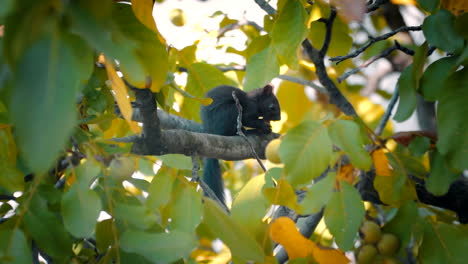 A-squirrel-sitting-motionless-on-a-branch-of-a-walnut-tree-with-a-walnut-in-its-hands