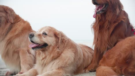 close up of group of golden retriever dogs resting on the beach in the morning