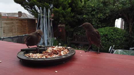 grupo de pájaros británicos hambrientos comunes cenando desde una plataforma de madera en el jardín doméstico