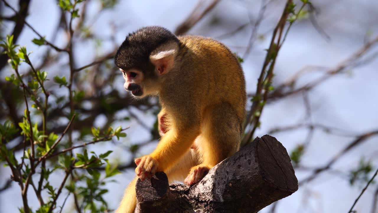 primer plano de lindo joven mono ardilla posado en una rama y comiendo comida en la naturaleza