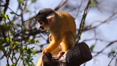 Primer-Plano-De-Lindo-Joven-Mono-Ardilla-Posado-En-Una-Rama-Y-Comiendo-Comida-En-La-Naturaleza