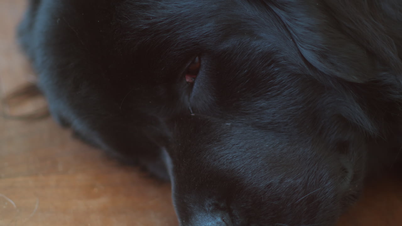 newfie dog는 바닥에 머리를 얹고 시선을 위로 올려 봅니다.