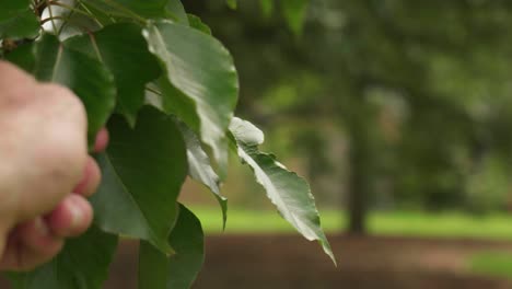 Gentle-touch-on-leaves,-close-up-nature-connection