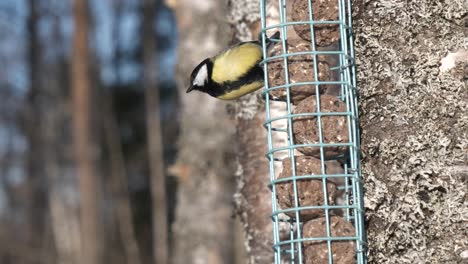 great tit  feeds from feeding cage on tree