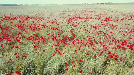 aerial close up view of red poppy flowers blossoming in a field