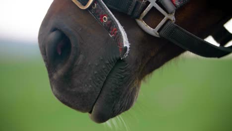 A-horse's-mouth-wearing-bridles,-in-extreme-close-up