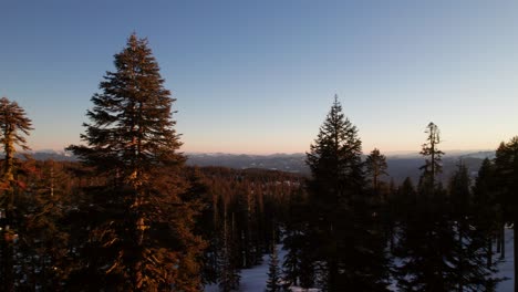 Friedlicher-Drohnenschuss,-Der-Im-Winter-Durch-Immergrünen-Wald-Schiebt,-Sonnenuntergang