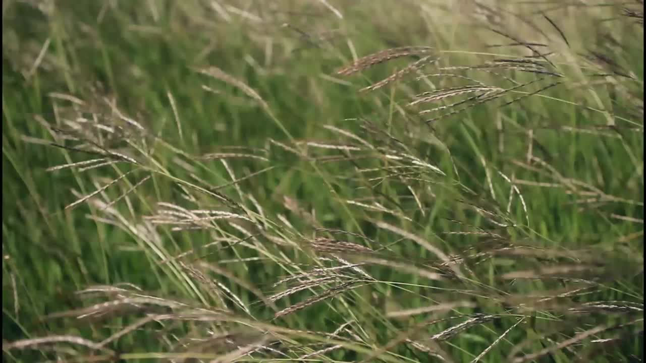 campo de hierba azotado por el viento