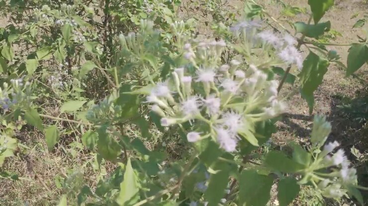 Fiori selvatici che fioriscono in un prato soleggiato