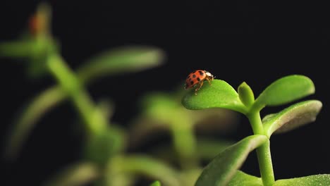 Ladybug-cleans-the-legs-on-top-of-the-green-plant