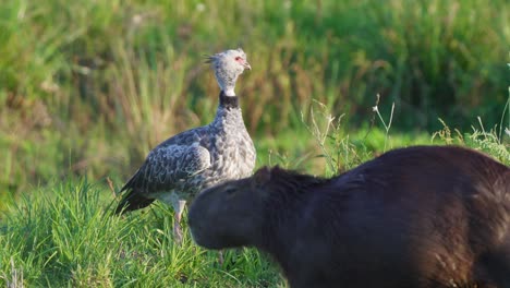 Southern-screamer,-standing-still-in-dense-vegetations-environment-with-a-wild-giant-capybara-walking-pass-in-the-front-with-a-little-yellow-cattle-tyrant-bird-riding-on-top,-wildlife-natural-habitat