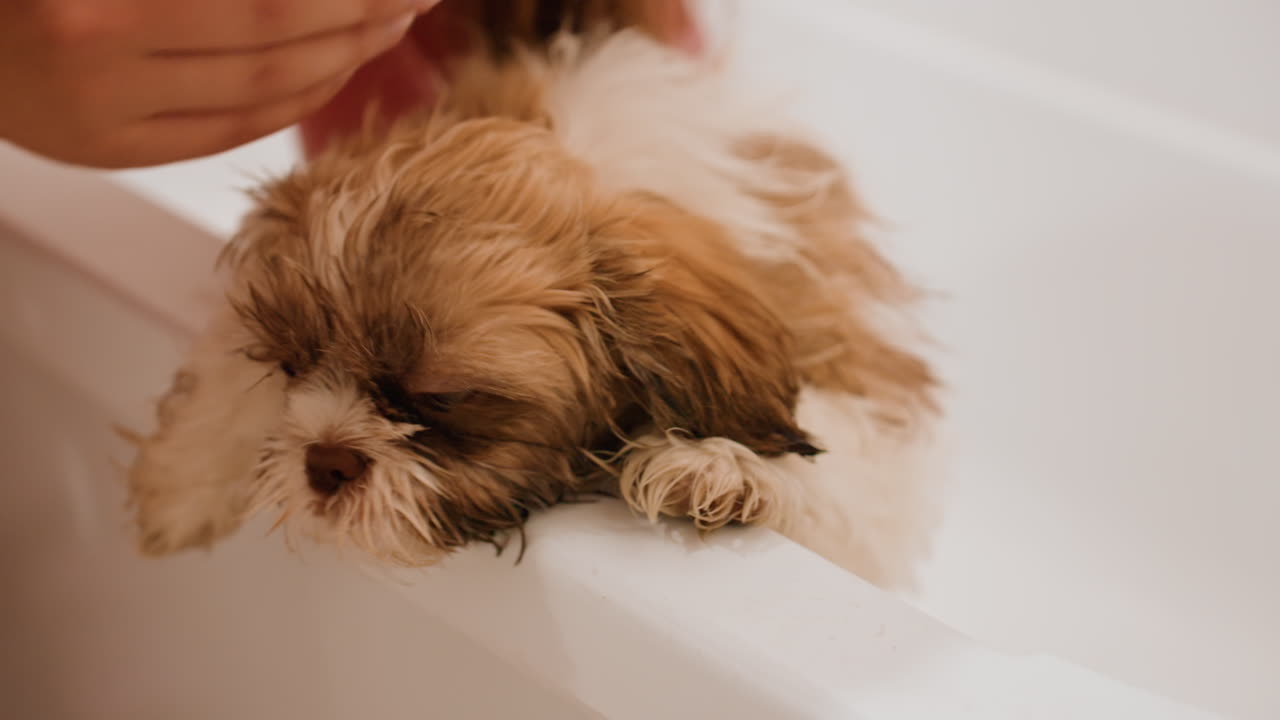 Caucasian Woman Wiping Puppy Eyes Gently At Bathtub Edge, Soft Cloth Dabbing Tear Stains, Focused Closeup On Furry Face, Careful Hands Providing Comfort And Hygiene, Peaceful Domestic Grooming Scene
