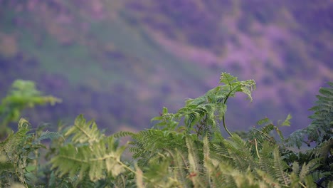 茂盛的绿色<unk>在风中挥舞, 背景模糊在英格兰湖区