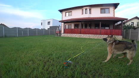 slow motion - wet dog is playing with water from a sprinkler in the backyard