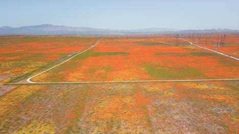 aerial drone time lapse of super bloom meadows of orange and yellow flowers in southern california in spring time with cars driving on windy country roads