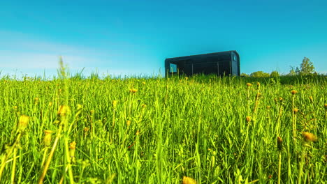 lone cabin in a meadow surrounded with wild bright yellow taraxacum or dandelion flowers blooming at sunrise