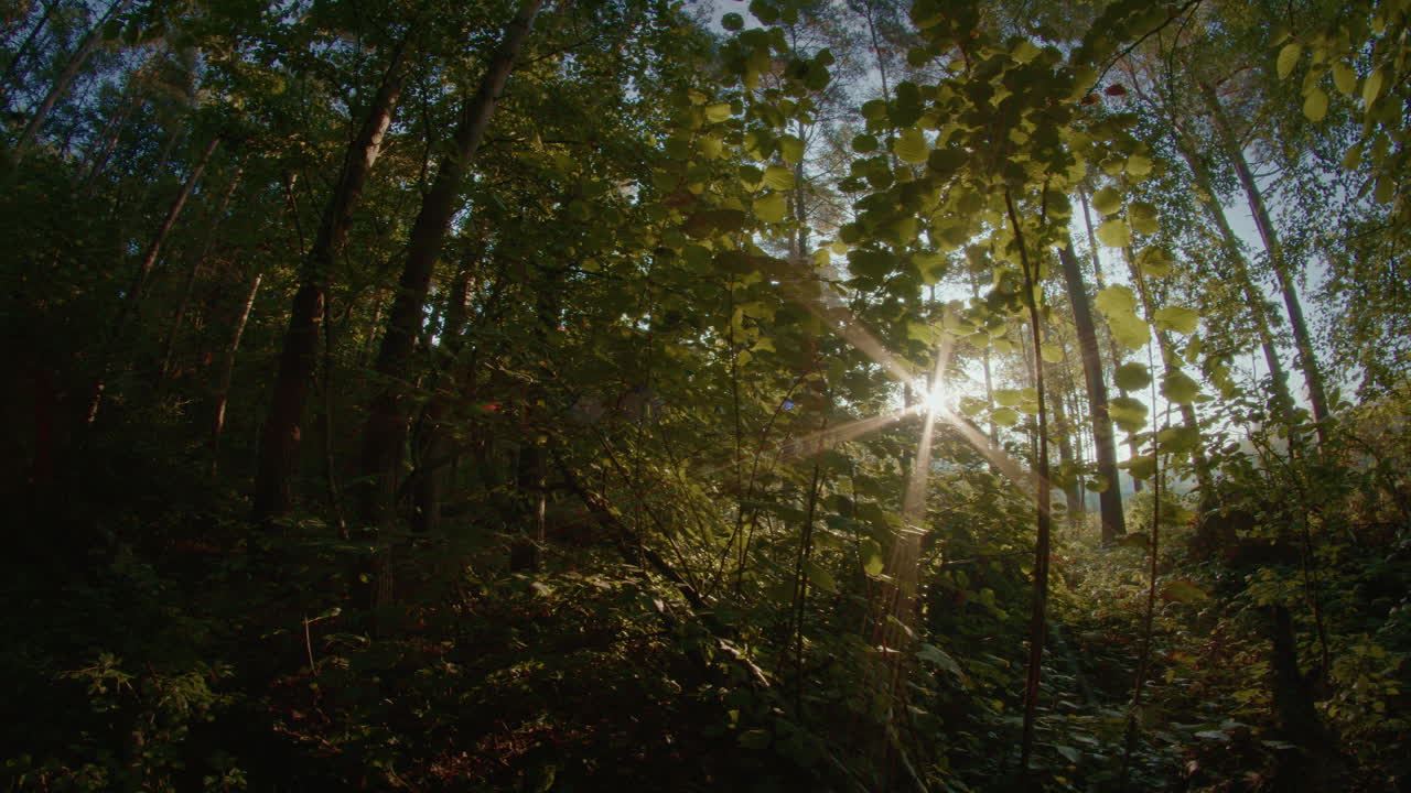 luz del día en el parque central alrededor del árbol verde