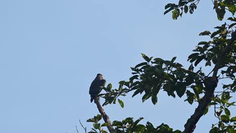 Crested-Serpent-Eagle,-Spilornis-cheela,-4K-Footage,-Kaeng-Krachan-National-Park,-Thailand