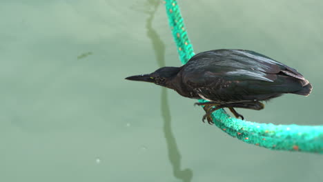 Lava-Heron-Perched-On-Rope-Lunging-Into-Water-To-Catch-Fish-In-Santa-Cruz-Island,-Galapagos