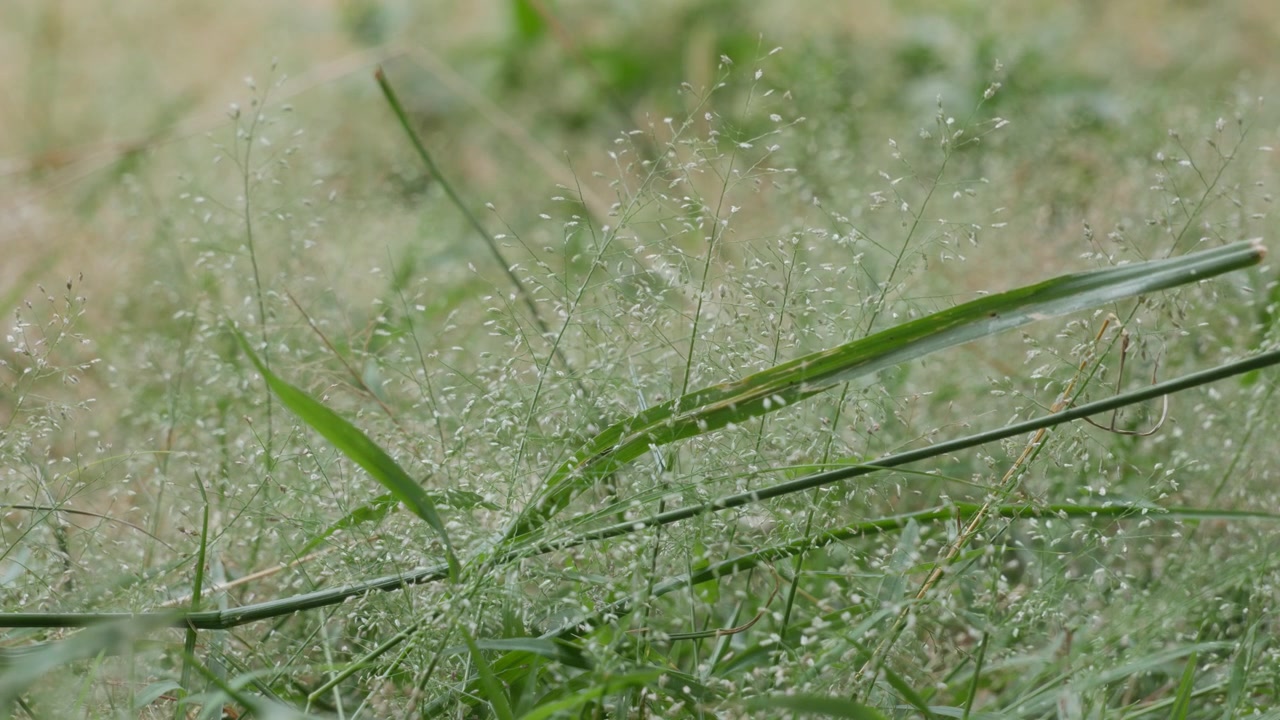 Wild gras zachtjes wuivend in de wind met zachte natuurlijke bokeh.